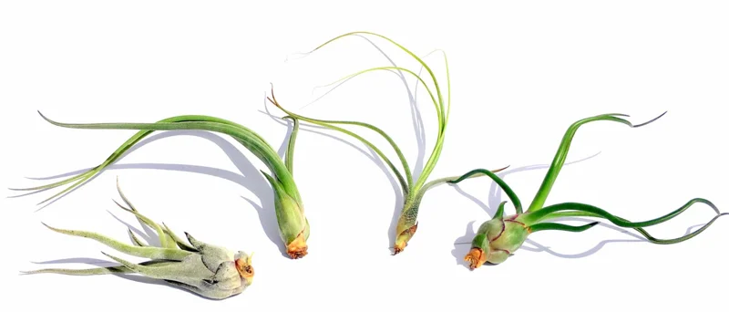 Curly Air Plant Mix – 5 Tillandsia Live Plants – Terrarium & Favors - Image 3