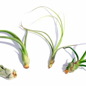 Curly Air Plant Mix – 5 Tillandsia Live Plants – Terrarium & Favors - Image 1