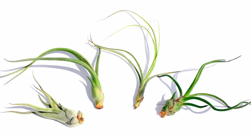 Curly Air Plant Mix – 5 Tillandsia Live Plants – Terrarium & Favors - Image 1