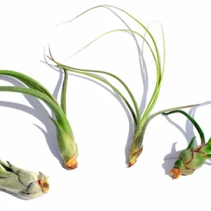 Curly Air Plant Mix – Tillandsia Variety Pack of 3 – Live Plant – 4-7 inch - Image 2