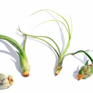 Curly Air Plant Mix – Tillandsia Variety Pack of 3 – Live Plant – 4-7 inch - Image 3