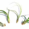 Curly Air Plant Mix – Tillandsia Variety Pack of 3 – Live Plant – 4-7 inch - Image 1