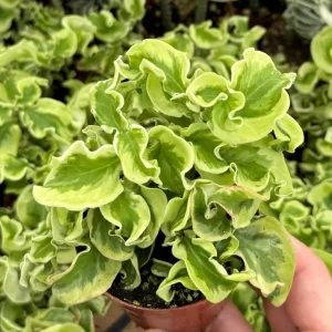 Curly Devil's Backbone Live Plant, Variegated Succulent, Pedilanthus tithymaloides 'Nana Variegata', 2.5 inch Pot, Indoor/Outdoor - Image 2