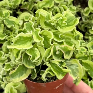 Curly Devil's Backbone Live Plant, Variegated Succulent, Pedilanthus tithymaloides 'Nana Variegata', 2.5 inch Pot, Indoor/Outdoor - Image 3