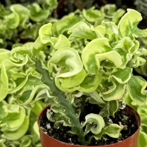Curly Devil's Backbone Live Plant, Variegated Succulent, Pedilanthus tithymaloides 'Nana Variegata', 2.5 inch Pot, Indoor/Outdoor - Image 4
