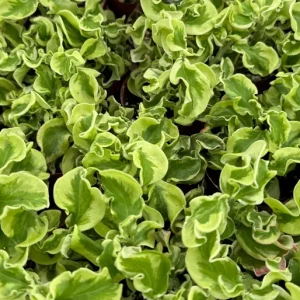 Curly Devil's Backbone Live Plant, Variegated Succulent, Pedilanthus tithymaloides 'Nana Variegata', 2.5 inch Pot, Indoor/Outdoor - Image 5