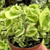 Curly Devil's Backbone Live Plant, Variegated Succulent, Pedilanthus tithymaloides 'Nana Variegata', 2.5 inch Pot, Indoor/Outdoor - Image 1