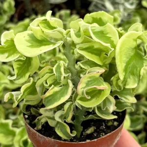 Curly Devil's Backbone Live Plant, Variegated Succulent, Pedilanthus tithymaloides 'Nana Variegata', 2.5 inch Pot, Indoor/Outdoor - Image 1