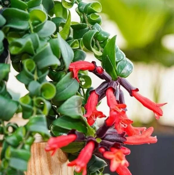 Curly Lipstick Live Plant - Aeschynanthus radicans 'Curly' - Twisted Foliage Houseplant - Image 10