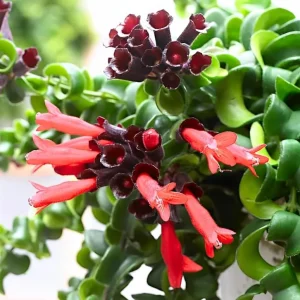 Curly Lipstick Live Plant - Aeschynanthus radicans 'Curly' - Twisted Foliage Houseplant - Image 2