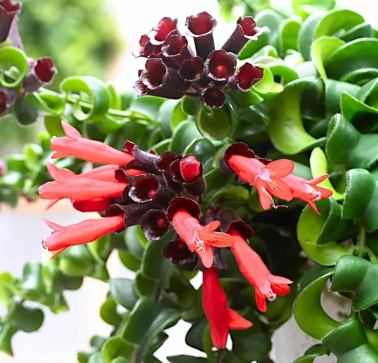 Curly Lipstick Live Plant - Aeschynanthus radicans 'Curly' - Twisted Foliage Houseplant - Image 2