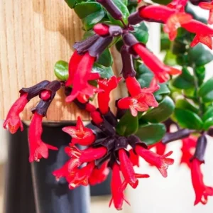 Curly Lipstick Live Plant - Aeschynanthus radicans 'Curly' - Twisted Foliage Houseplant - Image 3