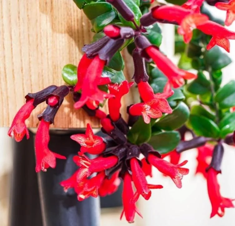 Curly Lipstick Live Plant - Aeschynanthus radicans 'Curly' - Twisted Foliage Houseplant - Image 3