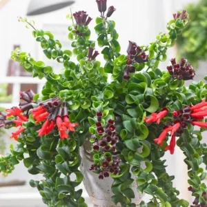 Curly Lipstick Live Plant - Aeschynanthus radicans 'Curly' - Twisted Foliage Houseplant - Image 1
