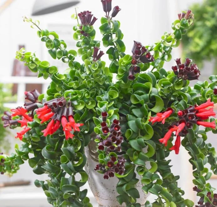 Curly Lipstick Live Plant - Aeschynanthus radicans 'Curly' - Twisted Foliage Houseplant - Image 1