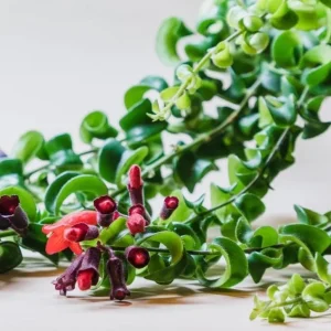 Curly Lipstick Live Plant - Aeschynanthus radicans 'Curly' - Twisted Foliage Houseplant - Image 4