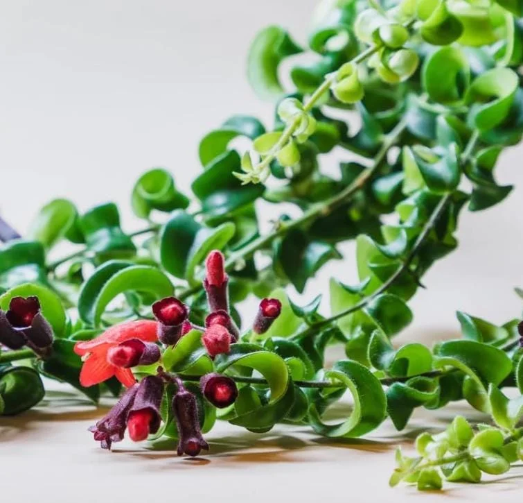 Curly Lipstick Live Plant - Aeschynanthus radicans 'Curly' - Twisted Foliage Houseplant - Image 4