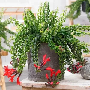 Curly Lipstick Live Plant - Aeschynanthus radicans 'Curly' - Twisted Foliage Houseplant - Image 6