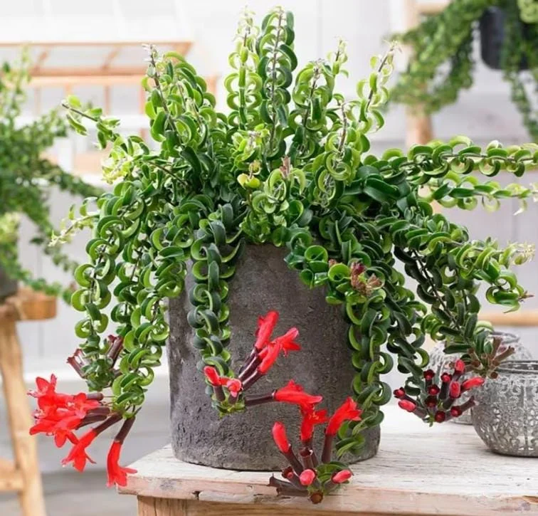Curly Lipstick Live Plant - Aeschynanthus radicans 'Curly' - Twisted Foliage Houseplant - Image 6