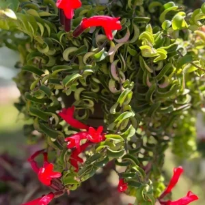 Curly Lipstick Live Plant - Aeschynanthus radicans 'Curly' - Twisted Foliage Houseplant - Image 7