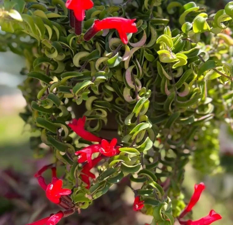 Curly Lipstick Live Plant - Aeschynanthus radicans 'Curly' - Twisted Foliage Houseplant - Image 7