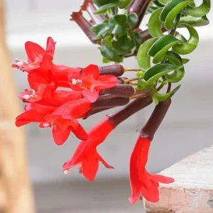 Curly Lipstick Live Plant - Aeschynanthus radicans 'Curly' - Twisted Foliage Houseplant - Image 8