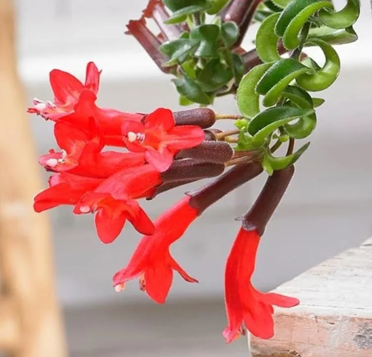 Curly Lipstick Live Plant - Aeschynanthus radicans 'Curly' - Twisted Foliage Houseplant - Image 8