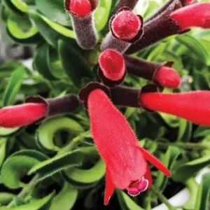 Curly Lipstick Live Plant - Aeschynanthus radicans 'Curly' - Twisted Foliage Houseplant - Image 9