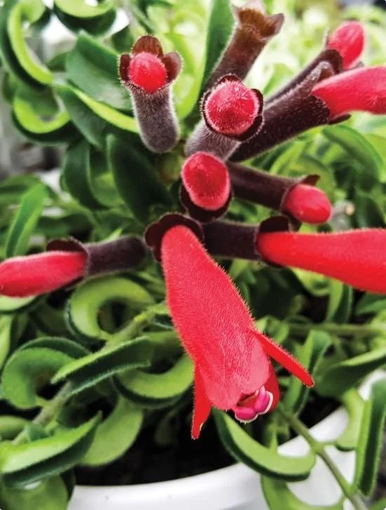 Curly Lipstick Live Plant - Aeschynanthus radicans 'Curly' - Twisted Foliage Houseplant - Image 9
