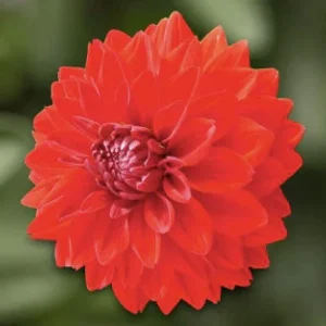 Dahlia Lubega Power Live Plant - Red & White Double Flowers, Well-Rooted Plug - Image 10