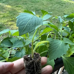 Dahlia Lubega Power Live Plant - Red & White Double Flowers, Well-Rooted Plug - Image 3