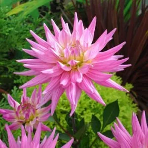 Dahlia Lubega Power Live Plant - Red & White Double Flowers, Well-Rooted Plug - Image 4