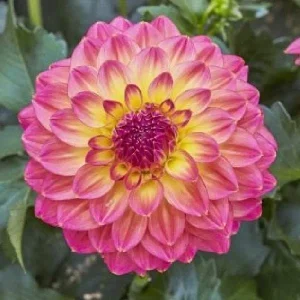 Dahlia Lubega Power Live Plant - Red & White Double Flowers, Well-Rooted Plug - Image 5