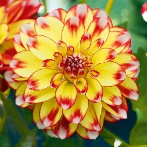 Dahlia Lubega Power Live Plant - Red & White Double Flowers, Well-Rooted Plug - Image 6