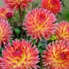 Dahlia Lubega Power Live Plant - Red & White Double Flowers, Well-Rooted Plug - Image 1