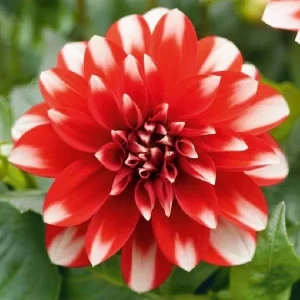 Dahlia Lubega Power Live Plant - Red & White Double Flowers, Well-Rooted Plug - Image 7