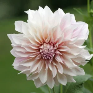 Dahlia Lubega Power Live Plant - Red & White Double Flowers, Well-Rooted Plug - Image 8
