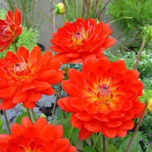 Dahlia Lubega Power Live Plant - Red & White Double Flowers, Well-Rooted Plug - Image 9