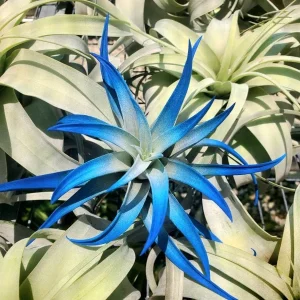 Dark Blue Indigo Air Plant Tillandsia - Live Plant - 4-6