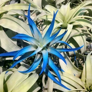 Dark Blue Indigo Air Plant Tillandsia - Live Plant - 4-6
