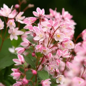Deutzia 'Yuki Cherry Blossom' Live Plant – Starter Shrub – 4-6 Inch – Outdoor Flowering - Image 1