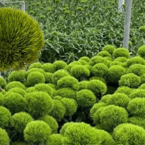 Dianthus Flower Plants - Well-Rooted Plugs - Cut Flower Garden - Outdoor - Image 10