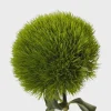 Dianthus Flower Plants - Well-Rooted Plugs - Cut Flower Garden - Outdoor - Image 1