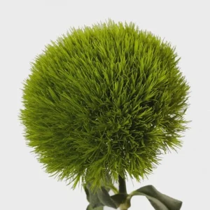 Dianthus Flower Plants - Well-Rooted Plugs - Cut Flower Garden - Outdoor - Image 1