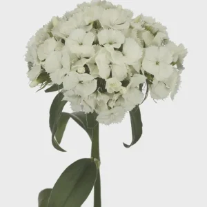 Dianthus Flower Plants - Well-Rooted Plugs - Cut Flower Garden - Outdoor - Image 2