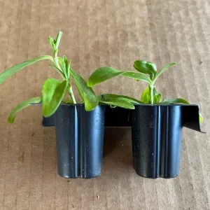 Dianthus Flower Plants - Well-Rooted Plugs - Cut Flower Garden - Outdoor - Image 3