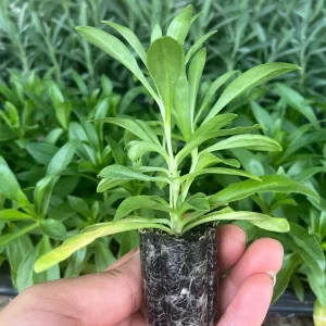 Dianthus Flower Plants - Well-Rooted Plugs - Cut Flower Garden - Outdoor - Image 5