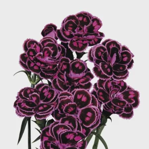 Dianthus Flower Plants - Well-Rooted Plugs - Cut Flower Garden - Outdoor - Image 6