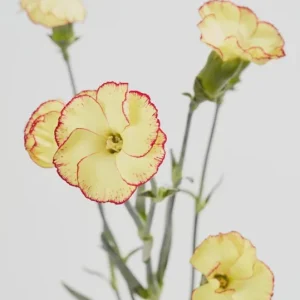 Dianthus Flower Plants - Well-Rooted Plugs - Cut Flower Garden - Outdoor - Image 7
