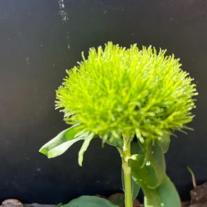 Dianthus Flower Plants - Well-Rooted Plugs - Cut Flower Garden - Outdoor - Image 8